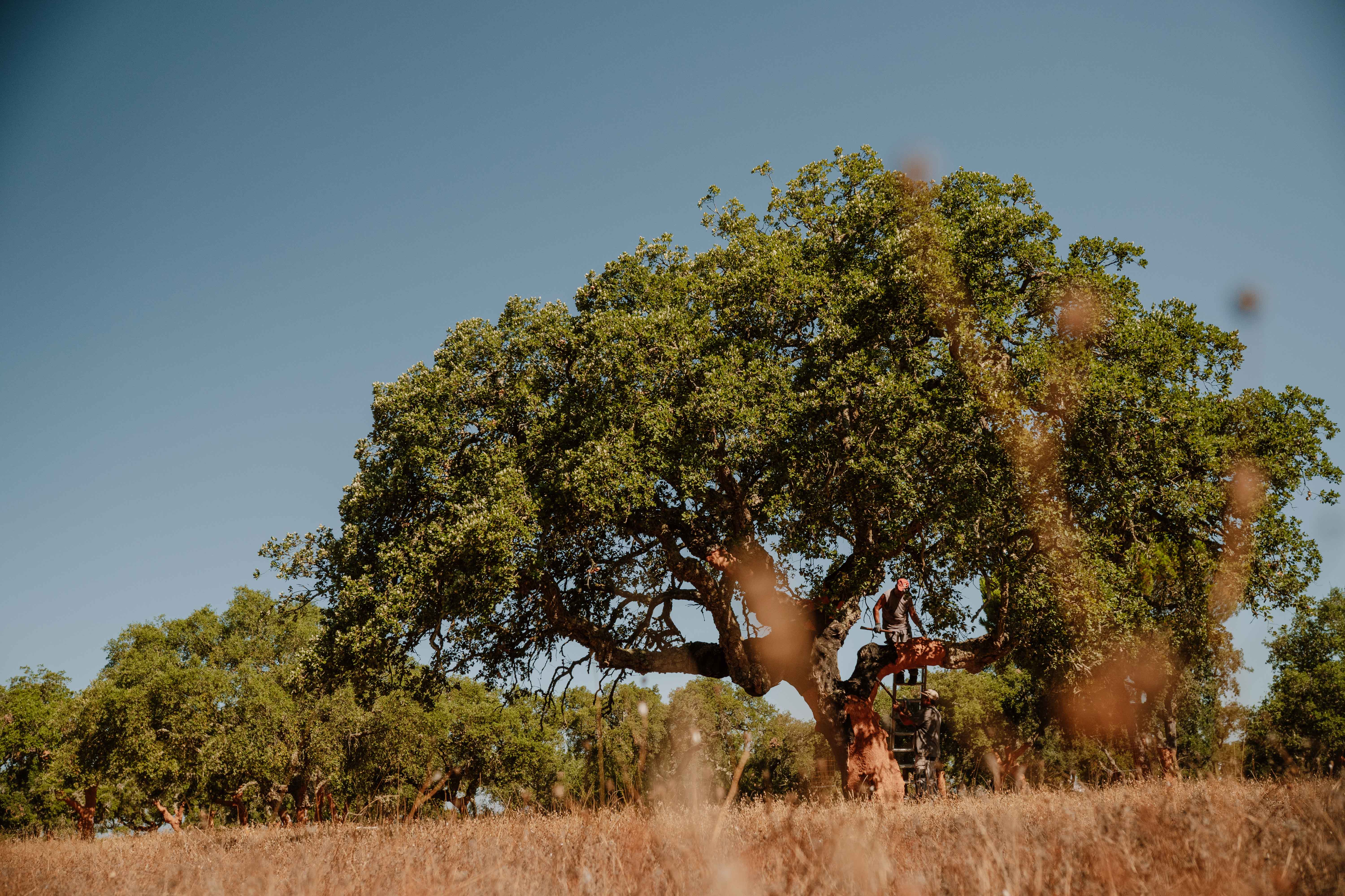 SIGNOMY TURISMO - Signomy Produções | Fotografia comercial e editorial produzida pela Signomy